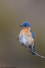 Eastern Bluebird