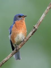 Eastern Bluebird