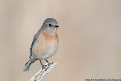 Western Bluebird