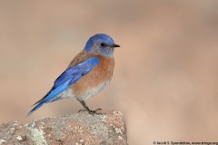 Western Bluebird