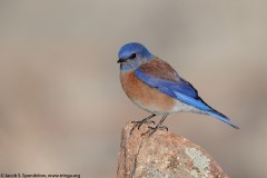 Western Bluebird