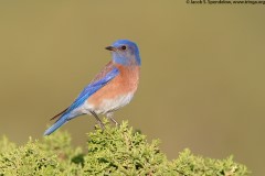 Western Bluebird