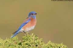 Western Bluebird