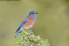 Western Bluebird