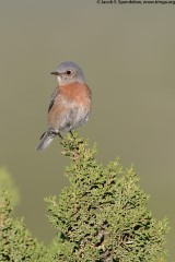 Western Bluebird