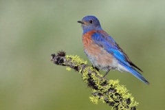 Western Bluebird