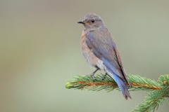 Western Bluebird