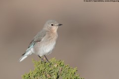 Mountain Bluebird