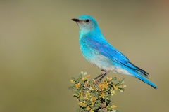 Mountain Bluebird