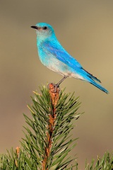 Mountain Bluebird