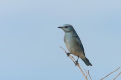 Mountain Bluebird