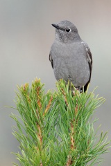 Townsend's Solitaire