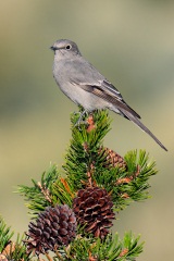 Townsend's Solitaire