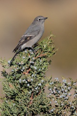 Townsend's Solitaire