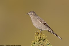 Townsend's Solitaire