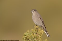 Townsend's Solitaire