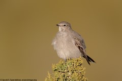 Townsend's Solitaire