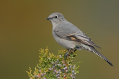 Townsend's Solitaire