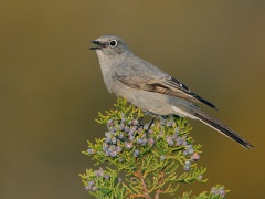 Townsend's Solitaire