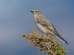 Townsend's Solitaire