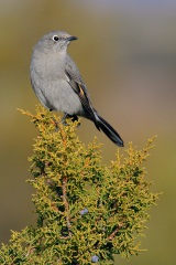 Townsend's Solitaire