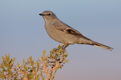 Townsend's Solitaire