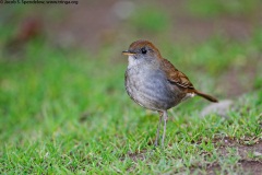 Ruddy-capped Nightingale-Thrush