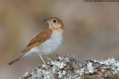 Veery