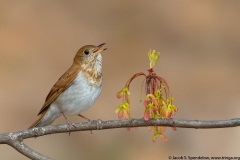 Veery