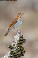 Veery