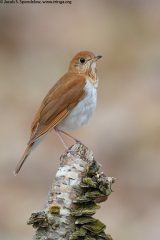 Veery