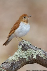 Veery