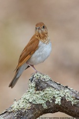 Veery