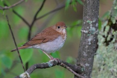 Veery