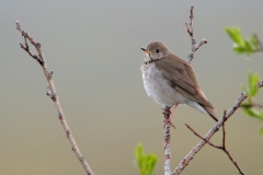 Gray-cheeked Thrush