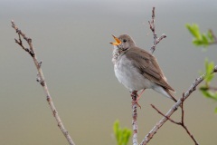 Gray-cheeked Thrush