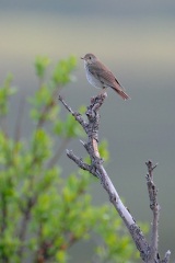 Gray-cheeked Thrush