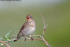 Gray-cheeked Thrush