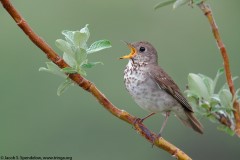 Gray-cheeked Thrush