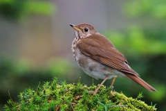 Bicknell's Thrush