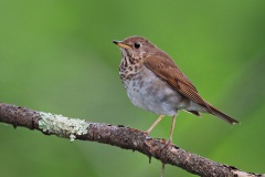 Bicknell's Thrush