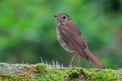 Bicknell's Thrush