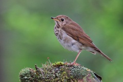 Bicknell's Thrush