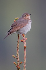 Swainson's Thrush