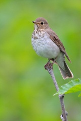 Swainson's Thrush