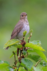 Swainson's Thrush