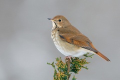 Hermit Thrush