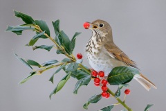 Hermit Thrush