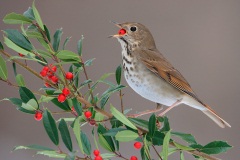 Hermit Thrush