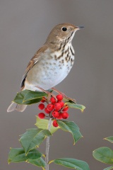 Hermit Thrush